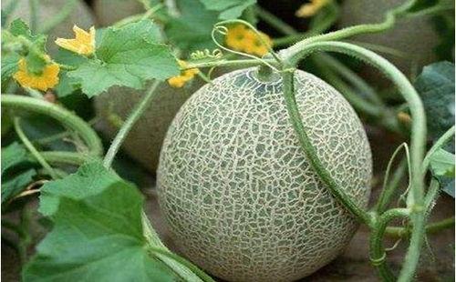 甘肃陇南康县吃瓜网红,网红带你尝鲜陇南美味  第1张